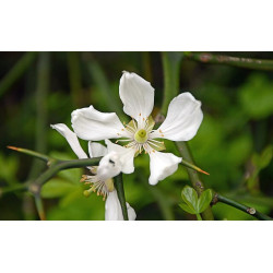Poncirus trifoliata Poncyria trójlistkowa