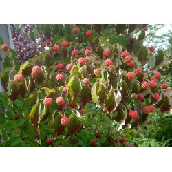 Cornus kousa var. chinensis Dereń kousa odm. chińska