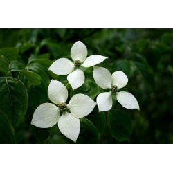 Cornus kousa var. chinensis Dereń kousa odm. chińska