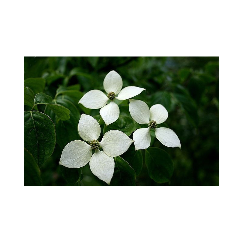 Cornus kousa var. chinensis Dereń kousa odm. chińska
