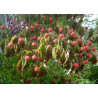 Cornus kousa var. chinensis Dereń kousa odm. chińska