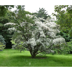 Cornus kousa var. chinensis Dereń kousa odm. chińska