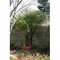 Trachycarpus fortunei Szorstkowiec Fortunego