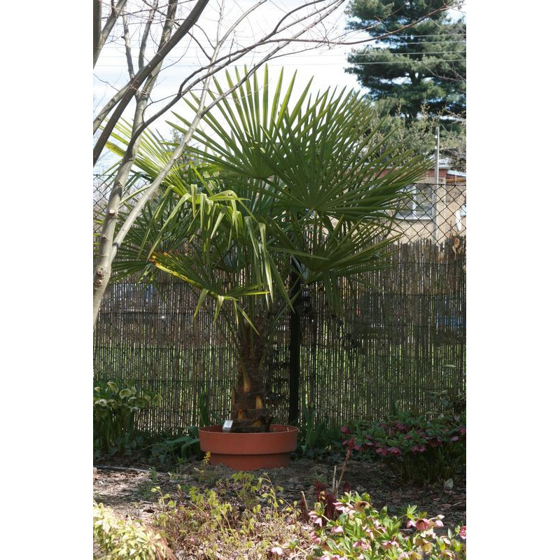 Trachycarpus fortunei Szorstkowiec Fortunego