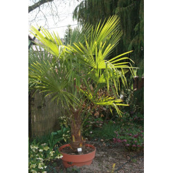 Trachycarpus fortunei Szorstkowiec Fortunego