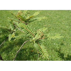 Sorbus setschwnensis Jarząb