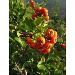 Pyracantha coccinea Ognik szkarłatny
