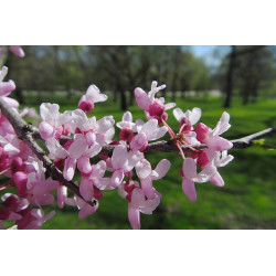 Cercis canadenasis Judaszowiec kanadyjski