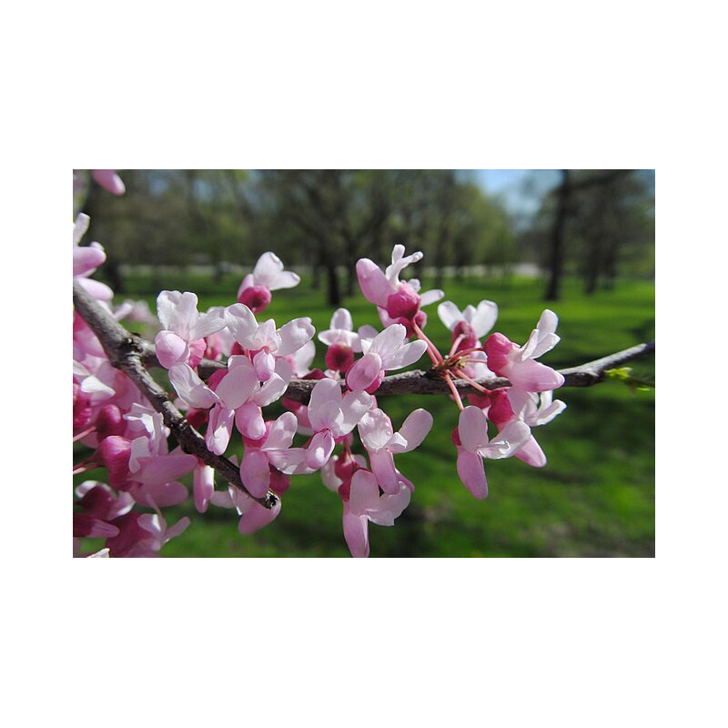 Cercis canadenasis Judaszowiec kanadyjski