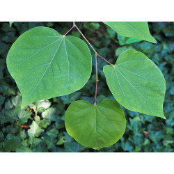 Cercis canadenasis Judaszowiec kanadyjski