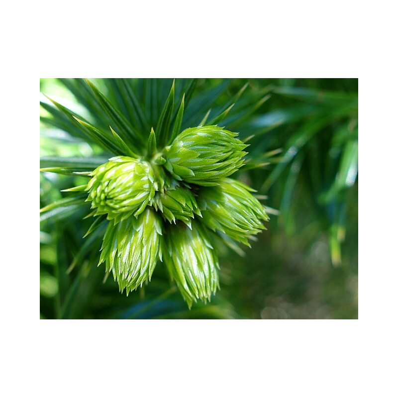 Cunninghamia lanceolata Kuningamia chińska