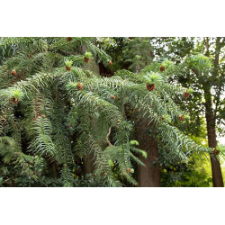 Cunninghamia lanceolata Kuningamia chińska