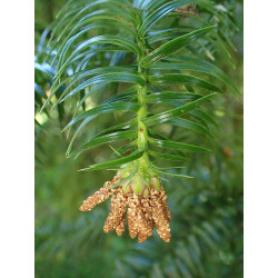 Cunninghamia lanceolata Kuningamia chińska