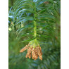 Cunninghamia lanceolata Kuningamia chińska
