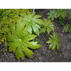 Peltoboykinia watanabei Peltobojkinia Watanabego