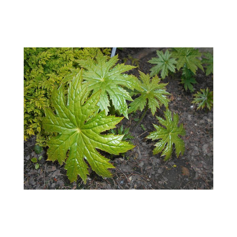 Peltoboykinia watanabei Peltobojkinia Watanabego