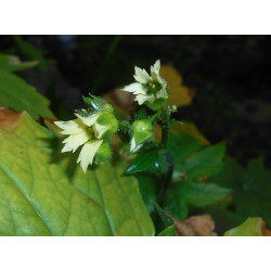 Peltoboykinia watanabei Peltobojkinia Watanabego