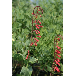 Penstemon cardinalis subsp. cardinalis