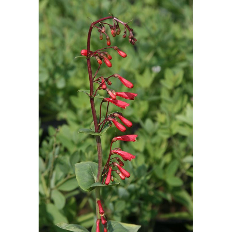 Penstemon cardinalis subsp. cardinalis