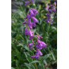 Penstemon strictus Penstemon wyprostowany