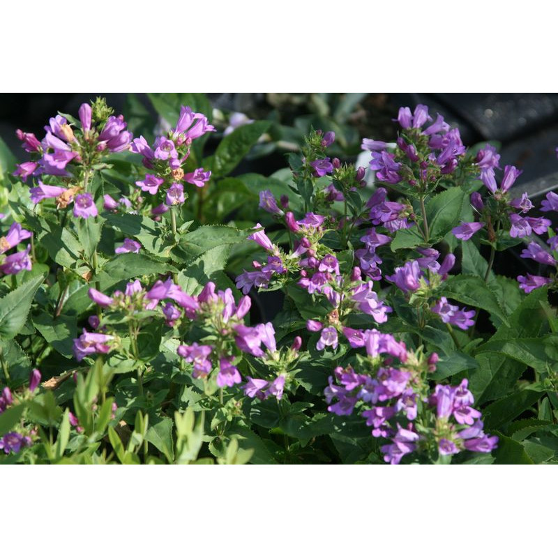 Penstemon serrulatus Penstemon drobnopiłkowany