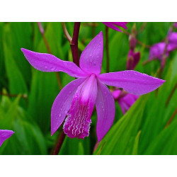 Bletilla striata Bletilla pasiasta
