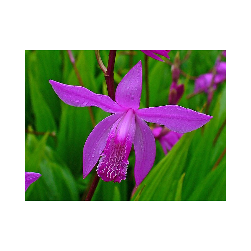 Bletilla striata Bletilla pasiasta