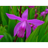 Bletilla striata Bletilla pasiasta
