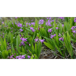 Bletilla striata Bletilla pasiasta