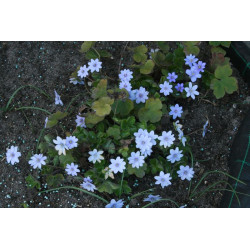 Hepatica transsilvanica Przylaszczka siedmiogrodzka