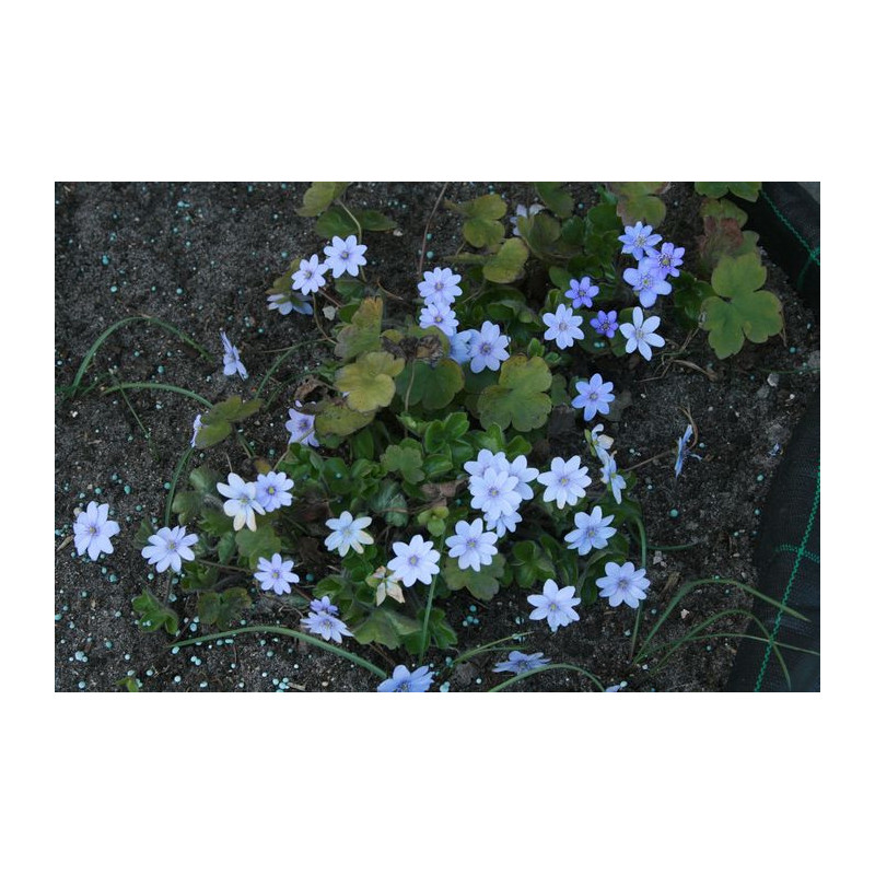 Hepatica transsilvanica Przylaszczka siedmiogrodzka