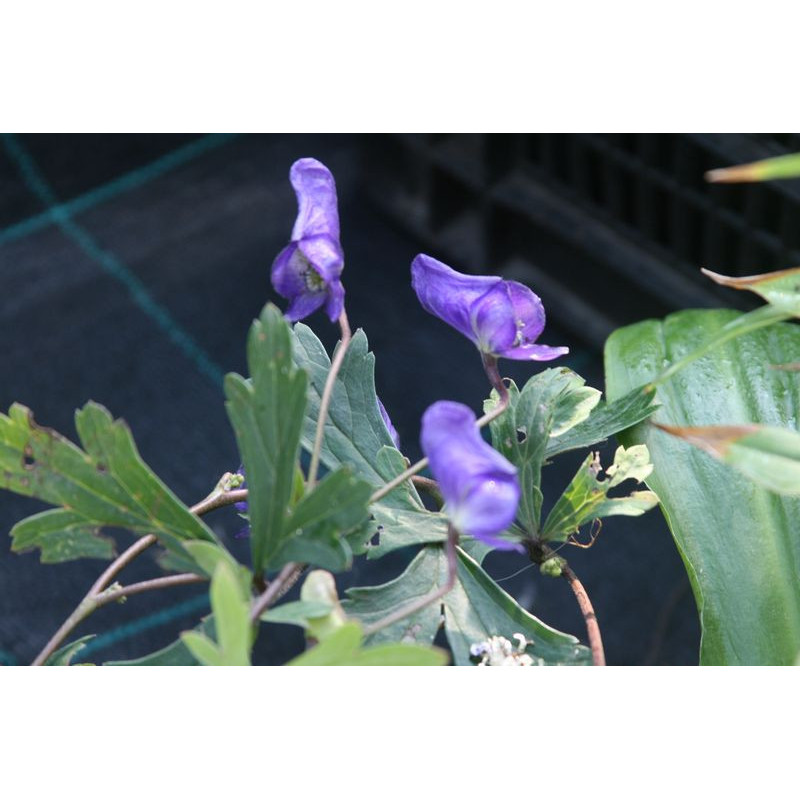 Aconitum austroyunnanense Tojad