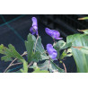 Aconitum austroyunnanense Tojad