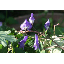 Aconitum austroyunnanense Tojad