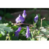 Aconitum austroyunnanense Tojad