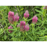 Trifolium rubens - Koniczyna długokłosowa