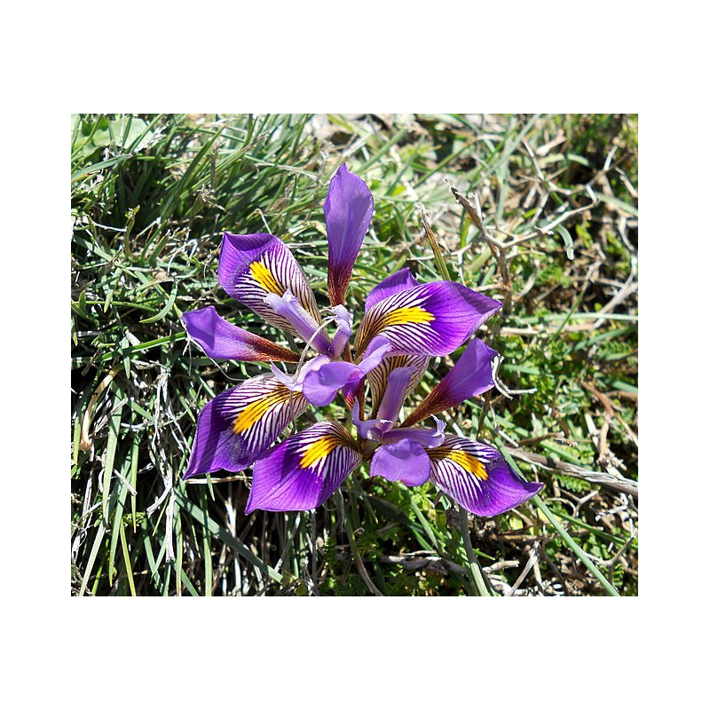 Iris unguicularis subsp. cretensis Kosaciec