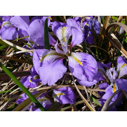 Iris unguicularis subsp. cretensis Kosaciec