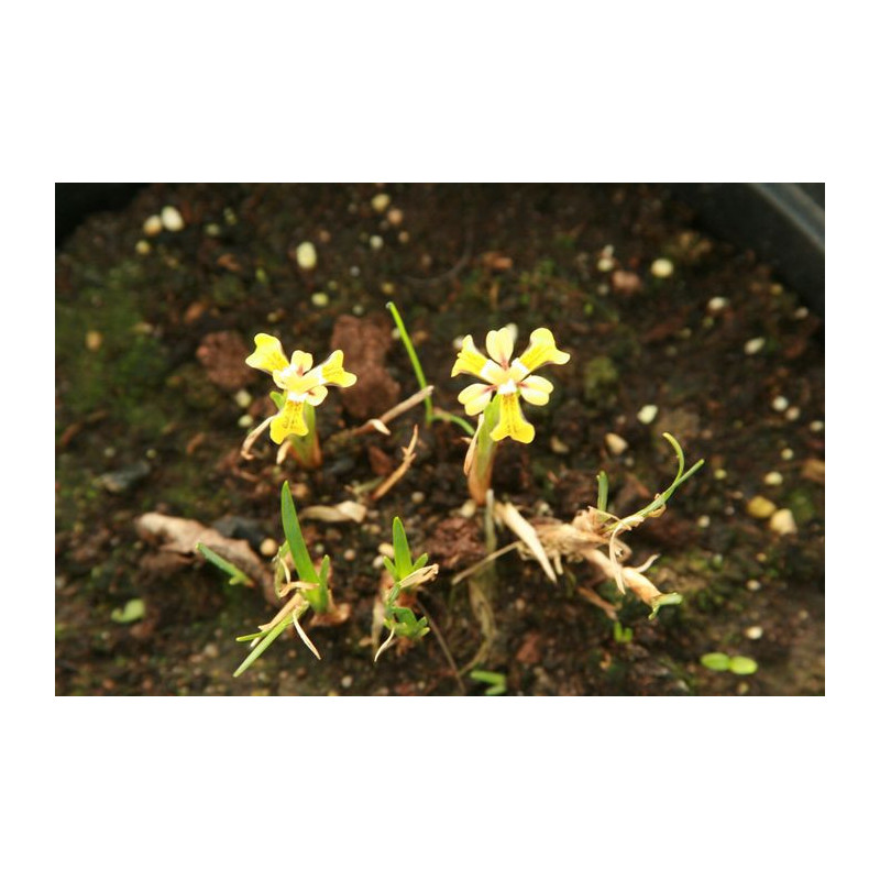 Iris minuto aurea Kosaciec