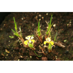 Iris minuto aurea Kosaciec