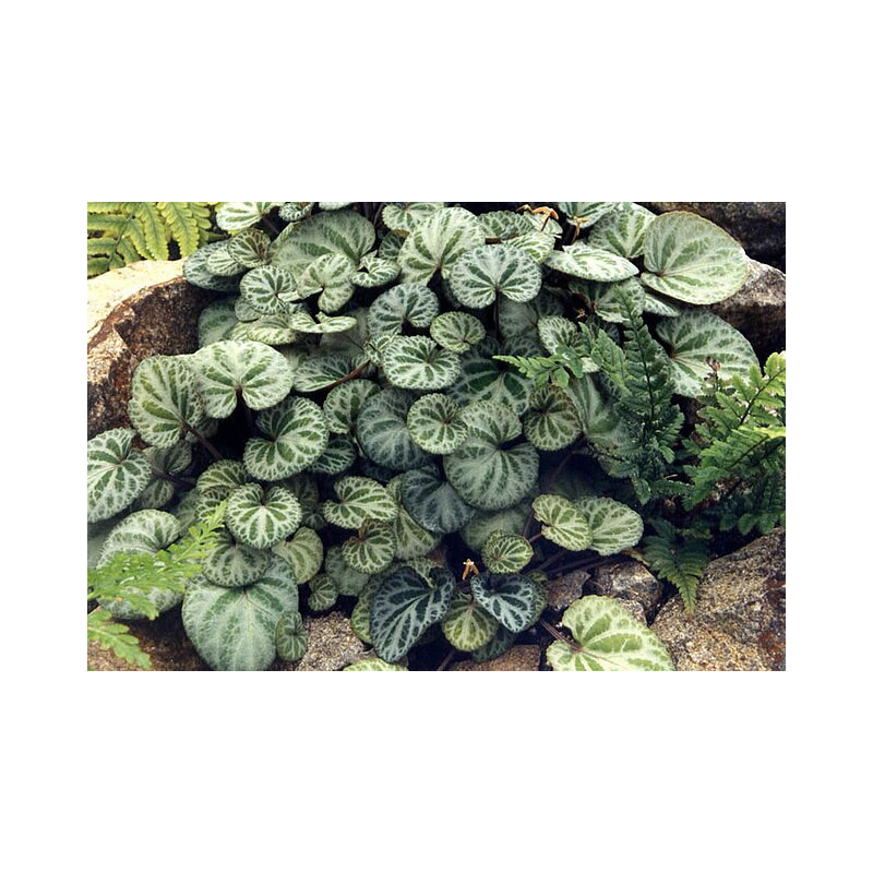 Viola grypoceras var. exilis Fiołek