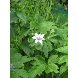 Anemone leveillei Zawilec Leveille'a