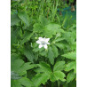 Anemone leveillei Zawilec Leveille'a