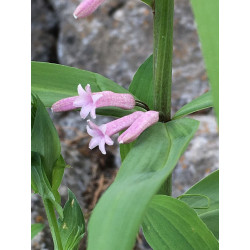 Polygonatum verticillatum - Rubrum Kokoryczka okółkowa