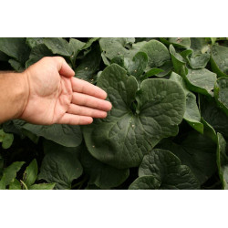 Asarum canadnse Kopytnik kanadyjski