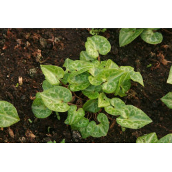 Asarum marmoratum Kopytnik