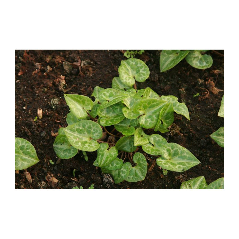 Asarum marmoratum Kopytnik