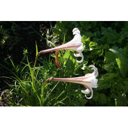 Lilium formosanum var. pricei Lilia tajwańska