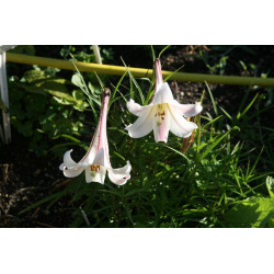 Lilium formosanum var. pricei Lilia tajwańska