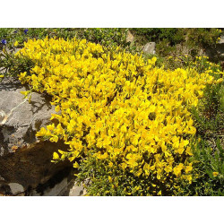 Echinospartum horridum Janowiec sterczący